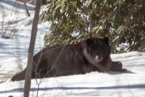 Westford Black Bear